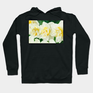Narcissus  &#39;White Lion&#39;  AGM   Division 4  Double Daffodil Hoodie